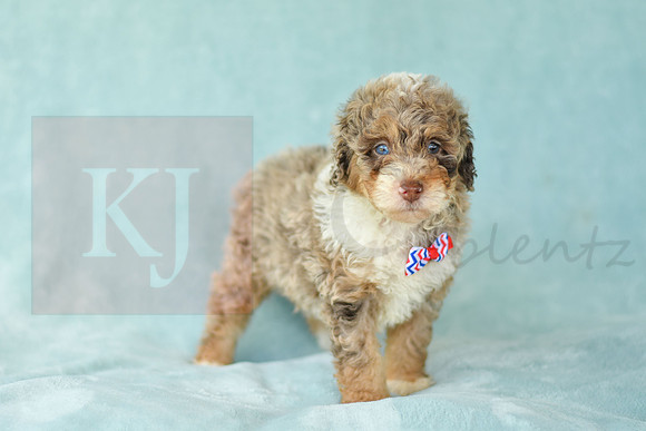 Captain_M_3223_Mini Bernedoodles-6