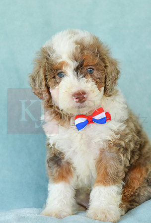 Champ_M_3227_Mini Bernedoodles-1