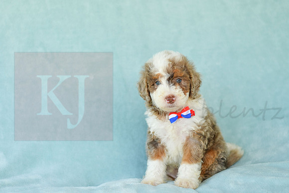 Champ_M_3227_Mini Bernedoodles-2