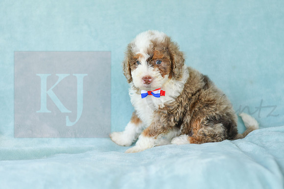 Champ_M_3227_Mini Bernedoodles-3