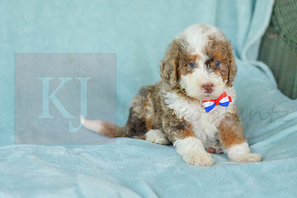 Champ_M_3227_Mini Bernedoodles-4
