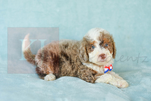 Champ_M_3227_Mini Bernedoodles-5