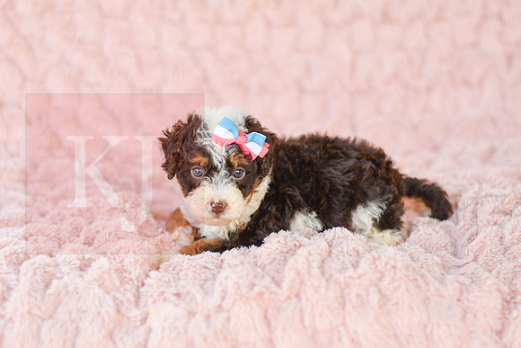 Coco (Puff)_F_3226_Mini Bernedoodles-1