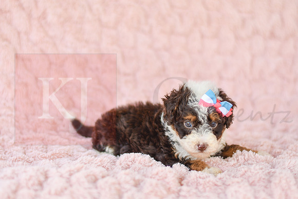 Coco (Puff)_F_3226_Mini Bernedoodles-2