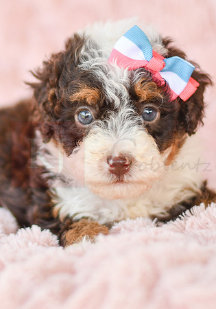 Coco (Puff)_F_3226_Mini Bernedoodles-3