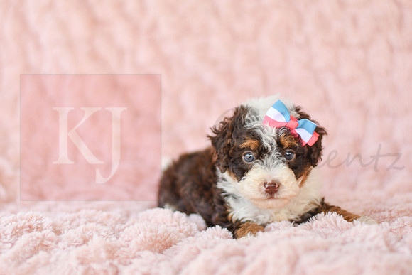 Coco (Puff)_F_3226_Mini Bernedoodles-4