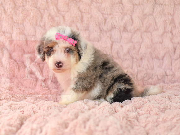 Macey_F_3225_Mini Bernedoodles-1