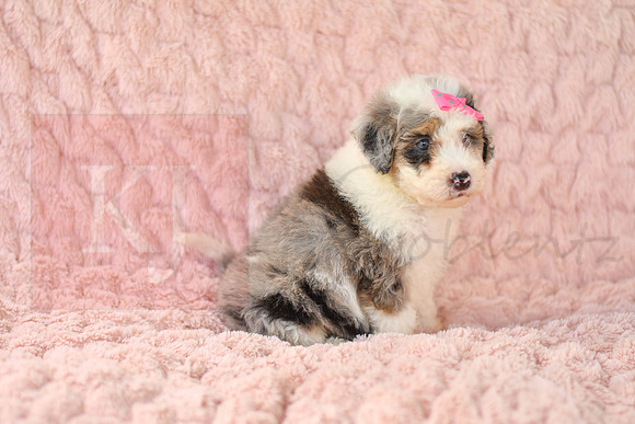 Macey_F_3225_Mini Bernedoodles-2