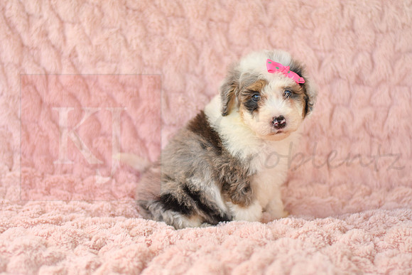 Macey_F_3225_Mini Bernedoodles-3