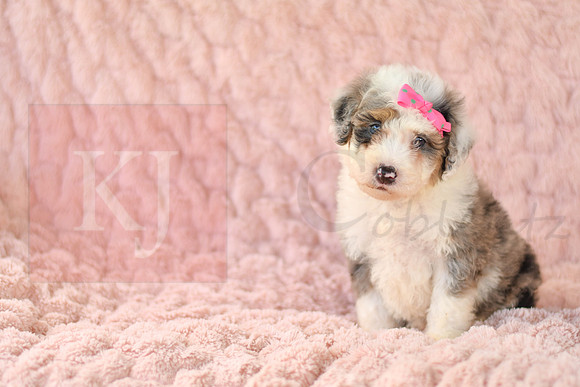 Macey_F_3225_Mini Bernedoodles-4