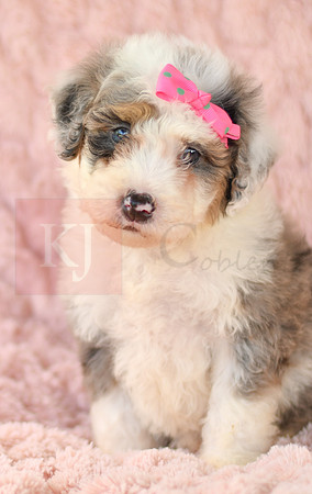 Macey_F_3225_Mini Bernedoodles-5