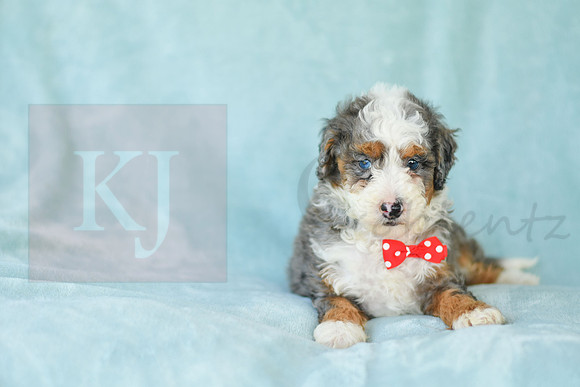 Maverick_M_3224_Mini Bernedoodles-1
