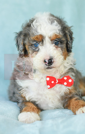 Maverick_M_3224_Mini Bernedoodles-2