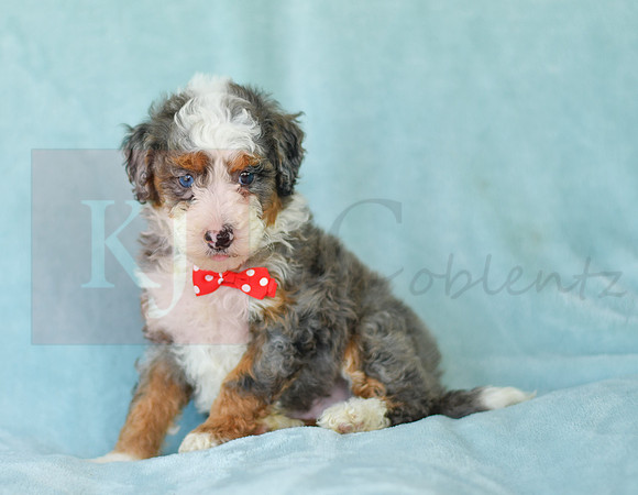 Maverick_M_3224_Mini Bernedoodles-3