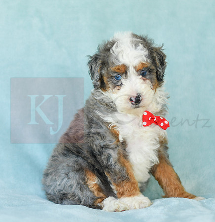 Maverick_M_3224_Mini Bernedoodles-4