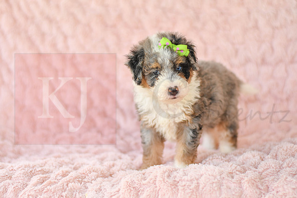 Megan_F_3222_Mini Bernedoodles-1
