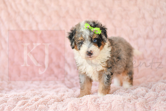 Megan_F_3222_Mini Bernedoodles-2