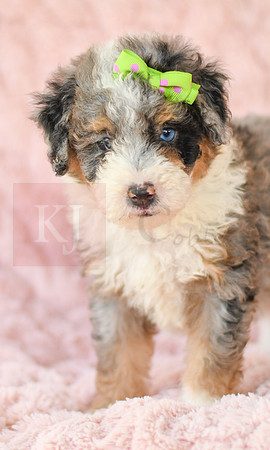 Megan_F_3222_Mini Bernedoodles-3