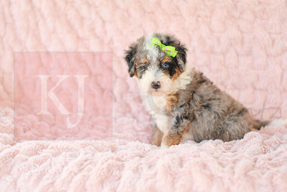 Megan_F_3222_Mini Bernedoodles-4