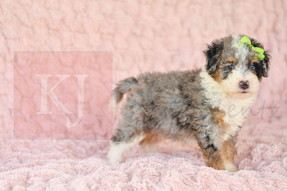 Megan_F_3222_Mini Bernedoodles-5