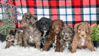 Aussiedoodles-7269