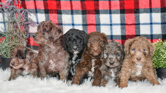 Aussiedoodles-7269
