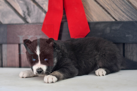 Bianca_F_1585_Husky-1459