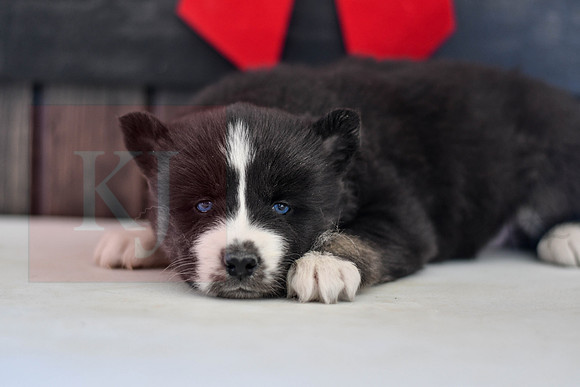 Bianca_F_1585_Husky-1458