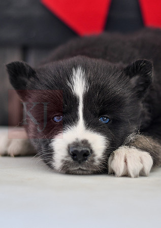 Bianca_F_1585_Husky-1458-2
