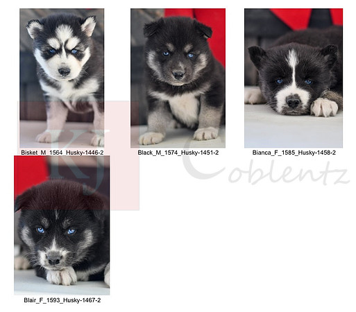 11.03.23 Huskies Sell Sheet