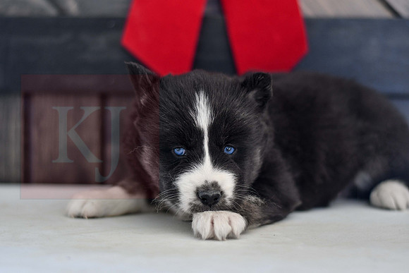 Bianca_F_1585_Husky-1456