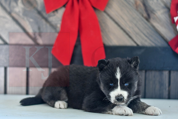 Bianca_F_1585_Husky-1464