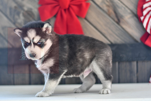 Bisket_M_1564_Husky-1441