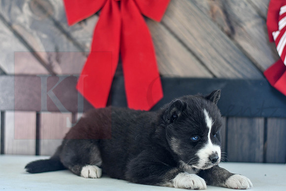 Bianca_F_1585_Husky-1465