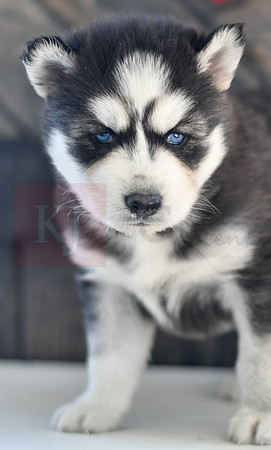 Bisket_M_1564_Husky-1446-2