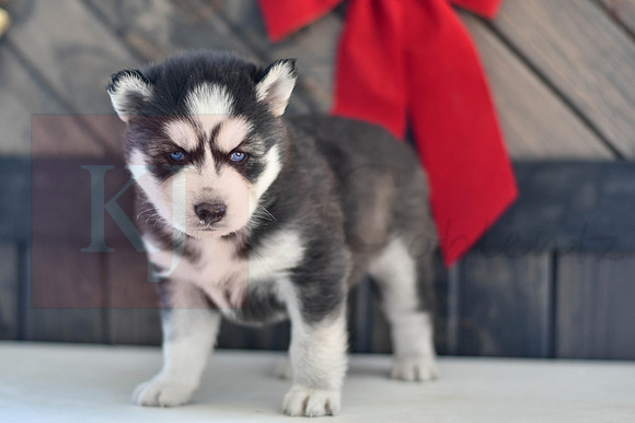 Bisket_M_1564_Husky-1446