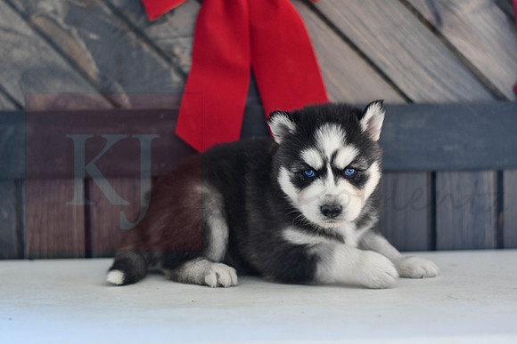 Bisket_M_1564_Husky-1447