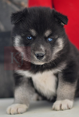 Black_M_1574_Husky-1451-2