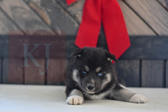 Black_M_1574_Husky-1449