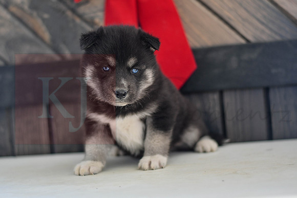 Black_M_1574_Husky-1451