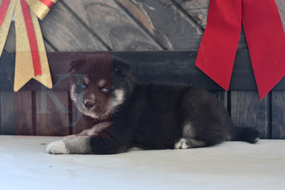 Black_M_1574_Husky-1452