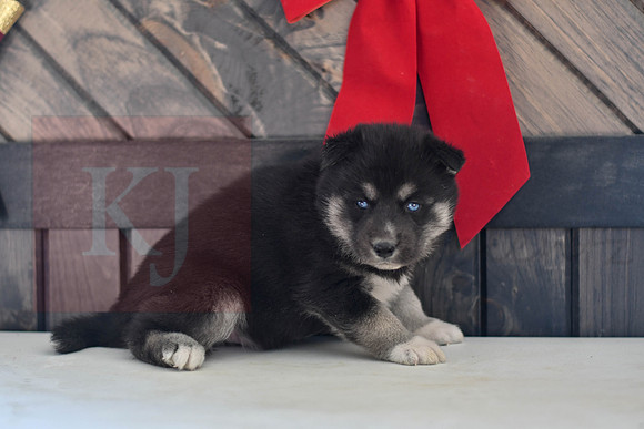 Black_M_1574_Husky-1454
