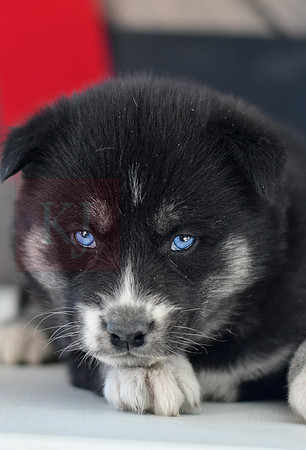 Blair_F_1593_Husky-1467-2