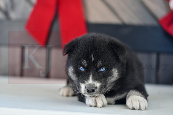 Blair_F_1593_Husky-1467