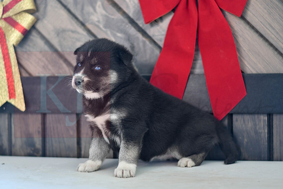 Blair_F_1593_Husky-1469