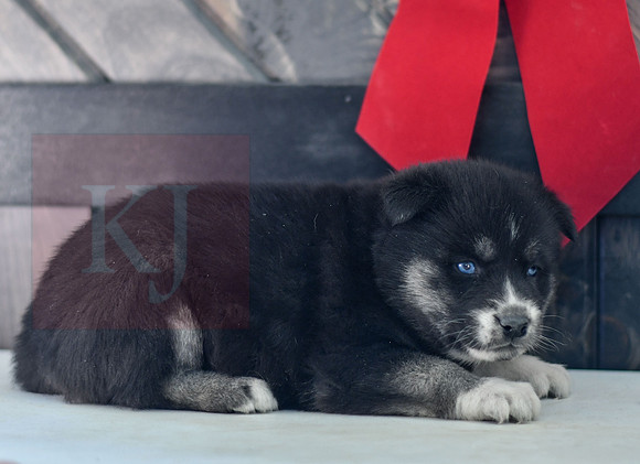 Blair_F_1593_Husky-1472