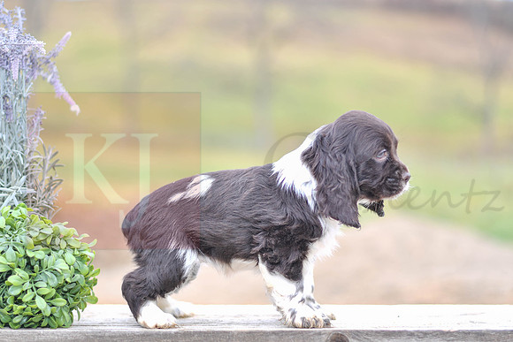 Tamra_F_1584_Cocker Spaniel-6
