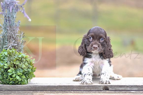 Tessi_F_1579_Cocker Spaniel-4