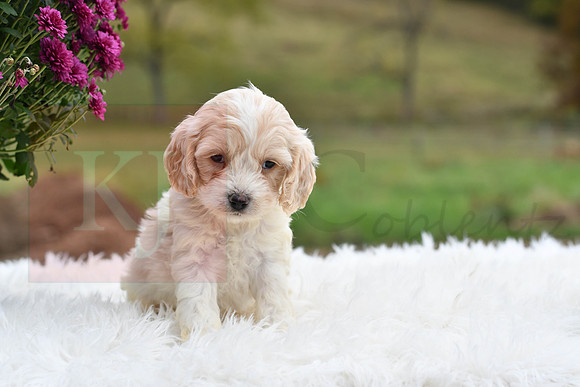 Caroline_F_9512_Cockapoo-0443