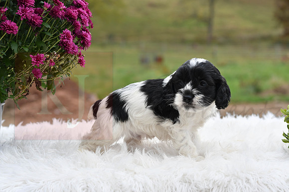 Cory_M_9529_Cockapoo-0458